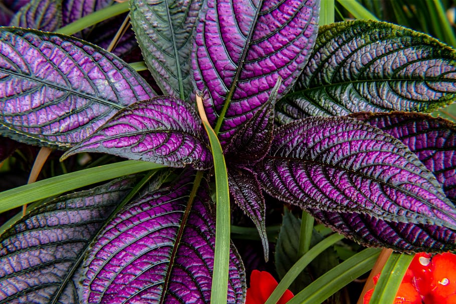 potted plant, big leaves, purple leaves, colorful, flora, leaf, HD wallpaper