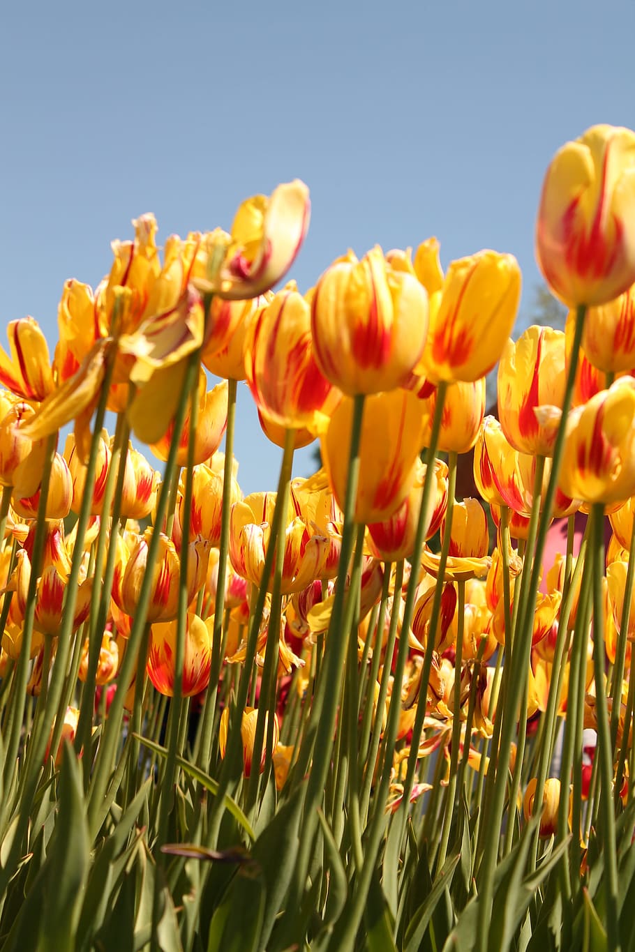 Tulip flower festival field, flowers, farm, plant, flowering plant, HD wallpaper
