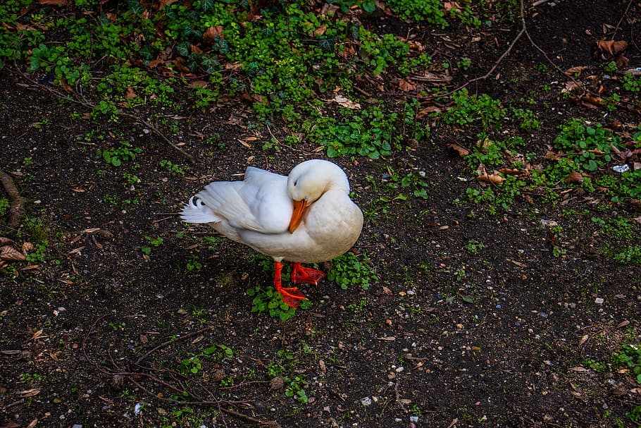 duck, white, nature, bird, animal, bill, feather, animal world HD wallpaper