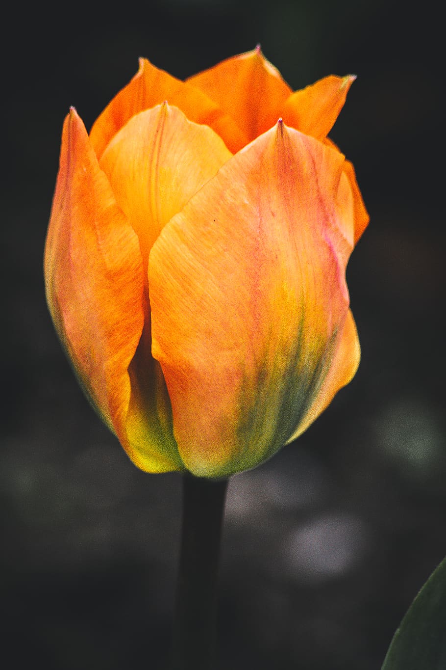 Selective Focus Photography of Orange Tulip Flower, beautiful HD wallpaper