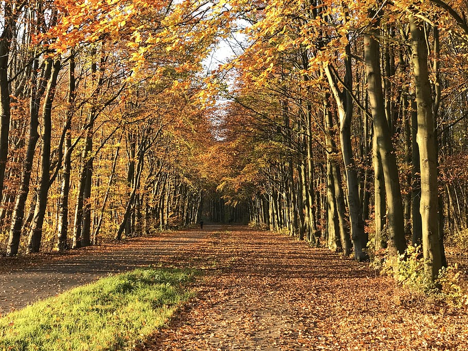 autumn, avenue, nature, park, trees, scenic, plant, direction HD wallpaper