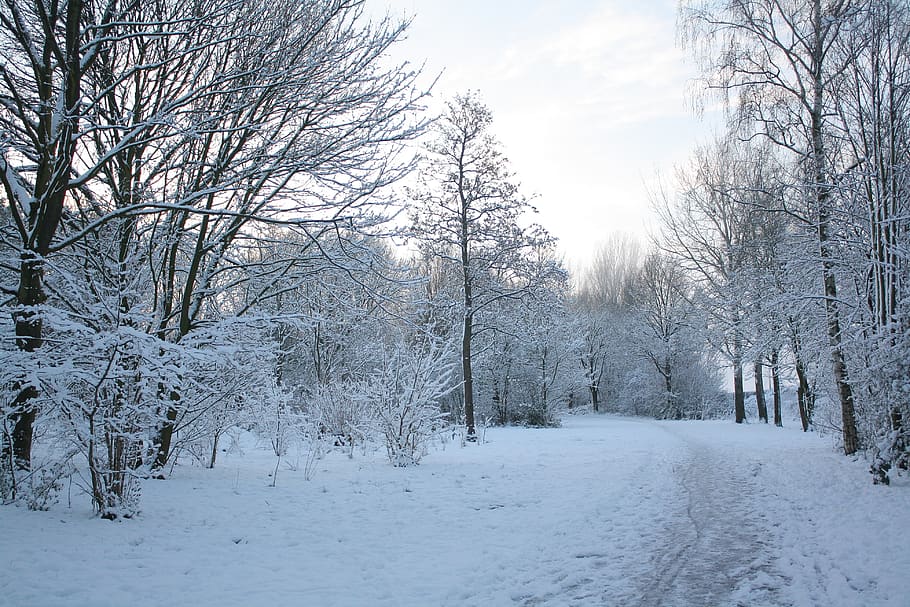 nature, snow, winter, storm, outdoors, blizzard, frost, ice HD wallpaper