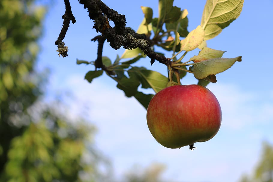 apple, apple tree, red, fruit, branch, fruit tree, orchard HD wallpaper