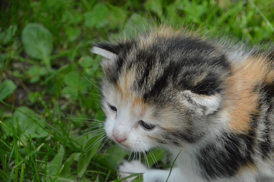 kitten, sniff, feel, smell, look for, snout, curious, feline HD wallpaper