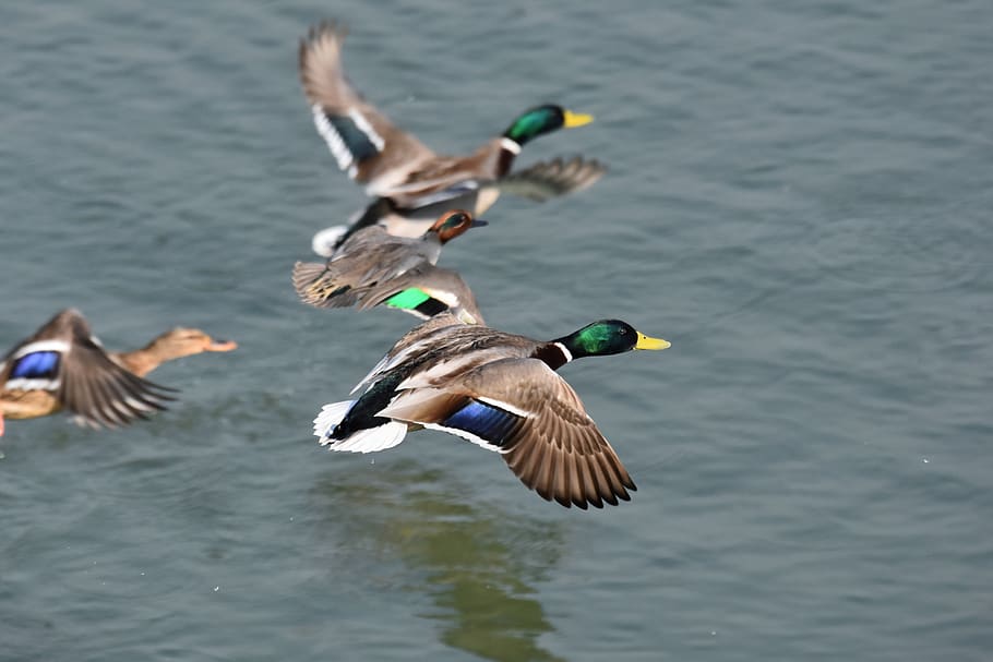 animal, river, waterside, bird, wild birds, waterfowl, duck HD wallpaper