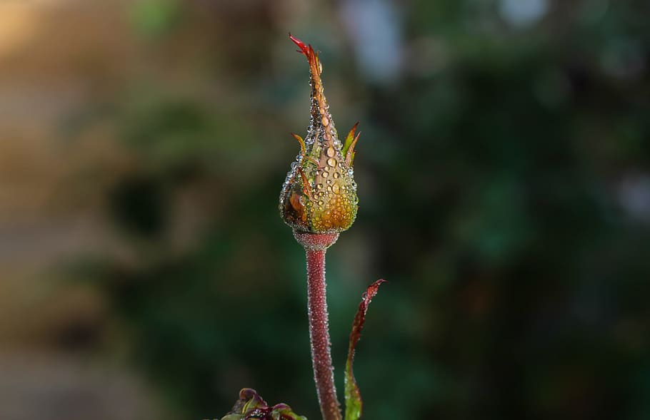 Macro Photography of Flower Bud, blur, close-up, delicate, depth of field HD wallpaper