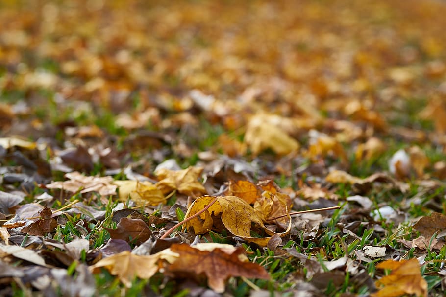 autumn, the leaves are, street, park, season, romantic, sadness, HD wallpaper