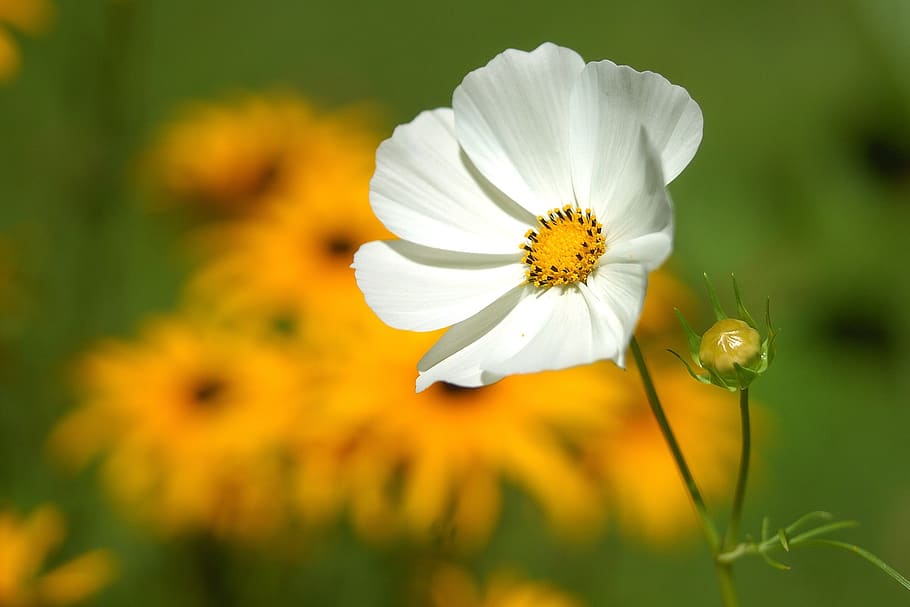 White Petaled Flower Near Yellow Petaled Flower, bloom, blossom HD wallpaper
