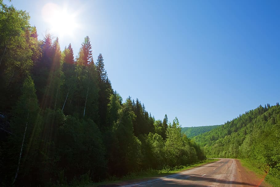 road, landscape, green, trees, nature, hills, pines, plant HD wallpaper