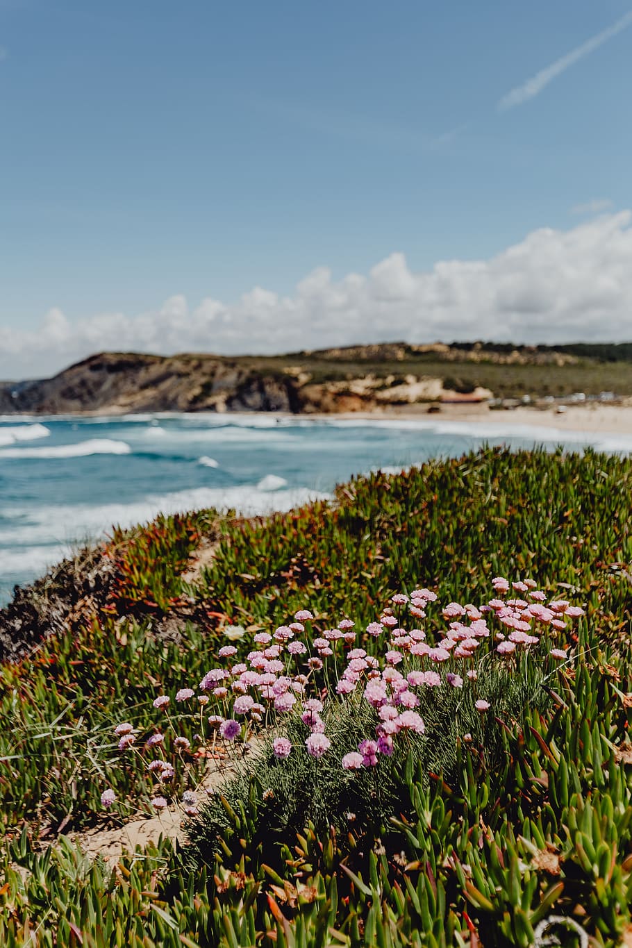 Cluster of Pink Flowers Growing at the Ocean's Edge, Portugal HD wallpaper