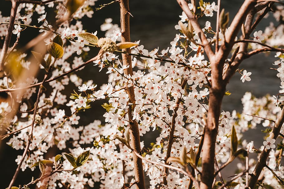 white flowers at bloom, plant, blossom, cherry blossom, spring HD wallpaper