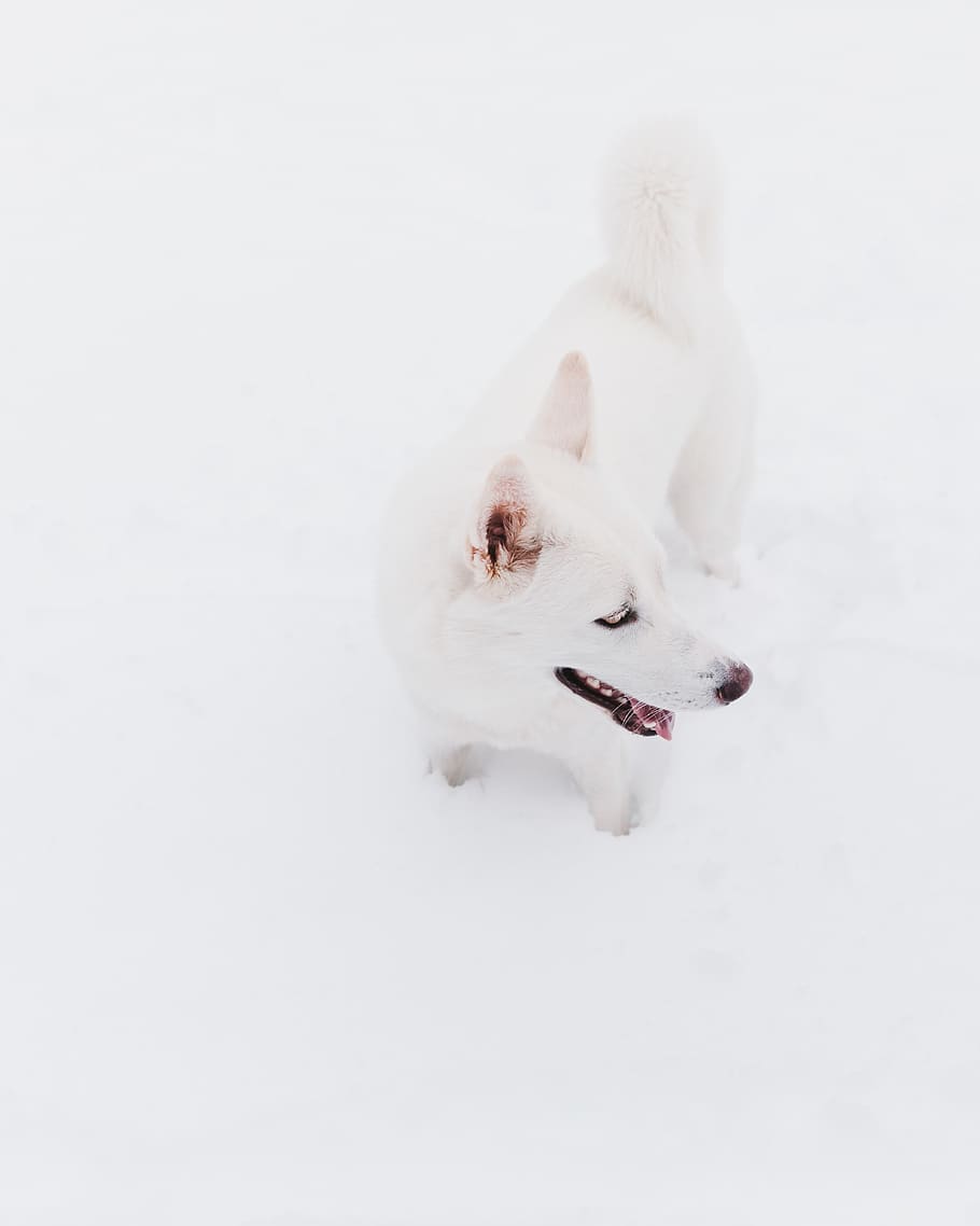 white kishu ken, dog, mammal, domestic, canine, one animal, domestic animals HD wallpaper