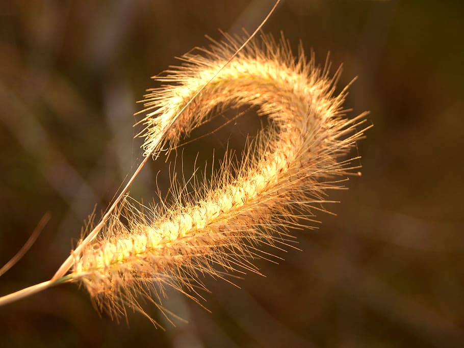 Selective Focus Photography of Beige Fountain Grass, background HD wallpaper