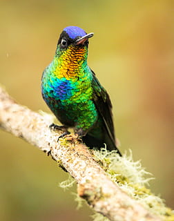 multicolored bird perched on branch, animal, hummingbird, bee eater HD wallpaper