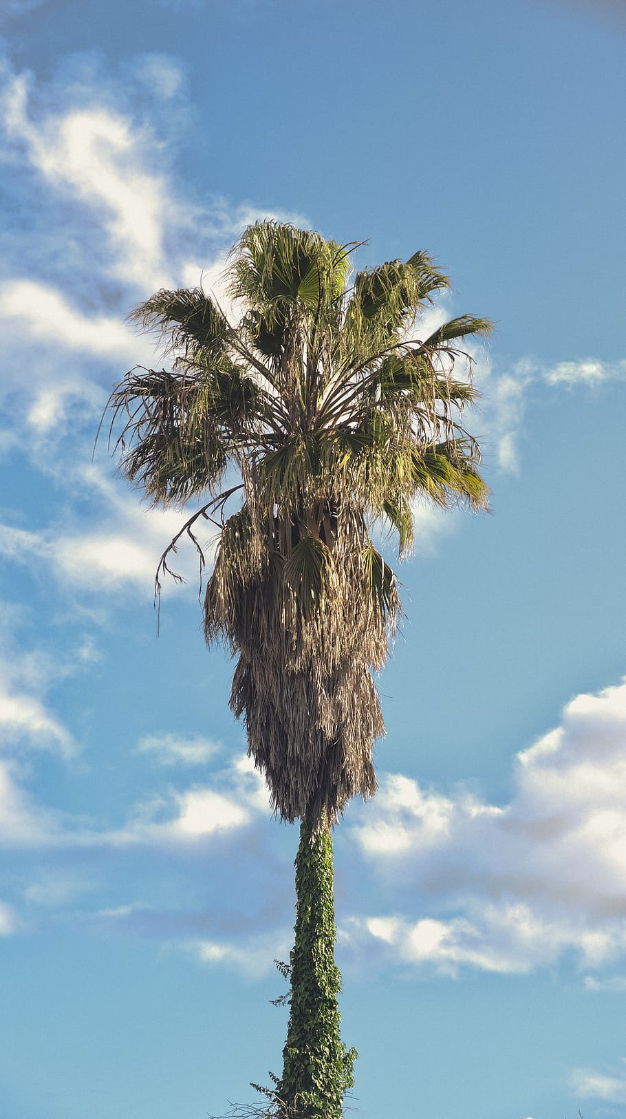 palm tree photography, sky, tropical climate, plant, cloud - sky HD wallpaper