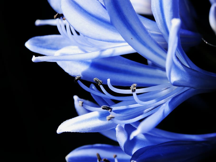 macro, approach, blue, white, black background, pollen, flower HD wallpaper
