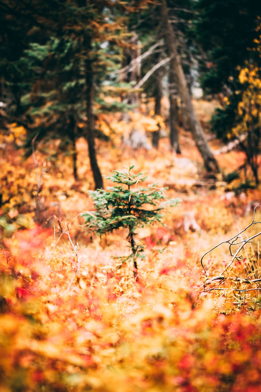 united states, mccall, huckleberry loop, plant, land, tree HD wallpaper