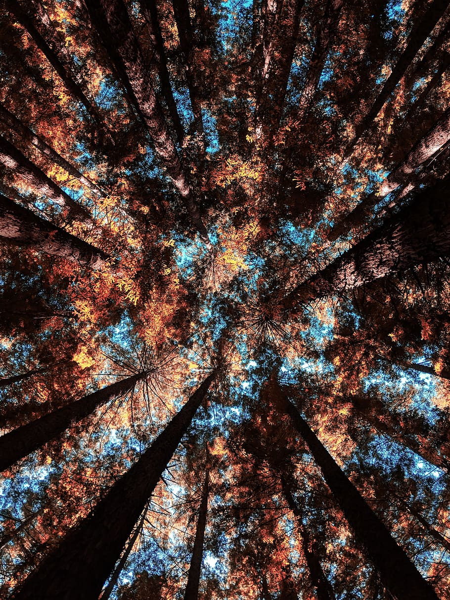 low angle photography of forest trees, sky, woodland, autumn HD wallpaper
