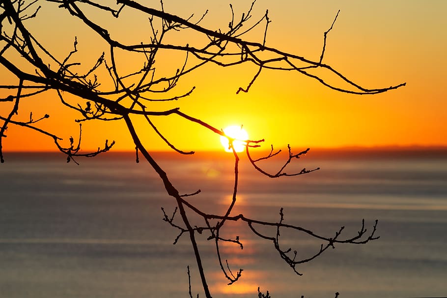 denmark, aarhus, ocean, landscape, nature, branch, sunrise HD wallpaper
