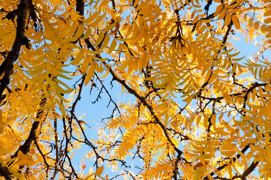 yellow leaf trees, plant, united states, md, university park HD wallpaper