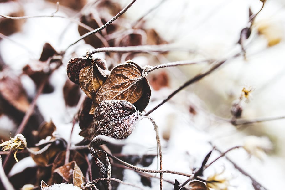 Withered Leaves, branch, close, cold, color, dry, environment HD wallpaper