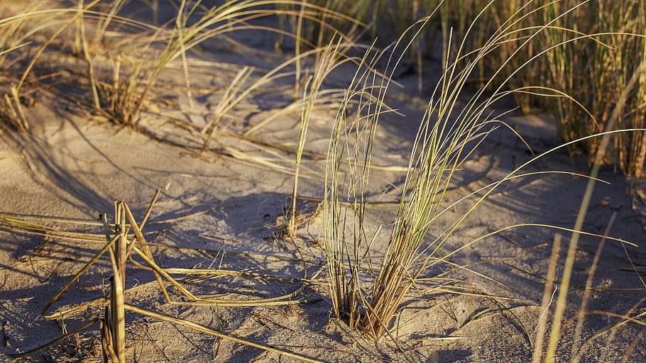 grass, beach, herbs, landscape, nature, coast, dunes, seaside HD wallpaper