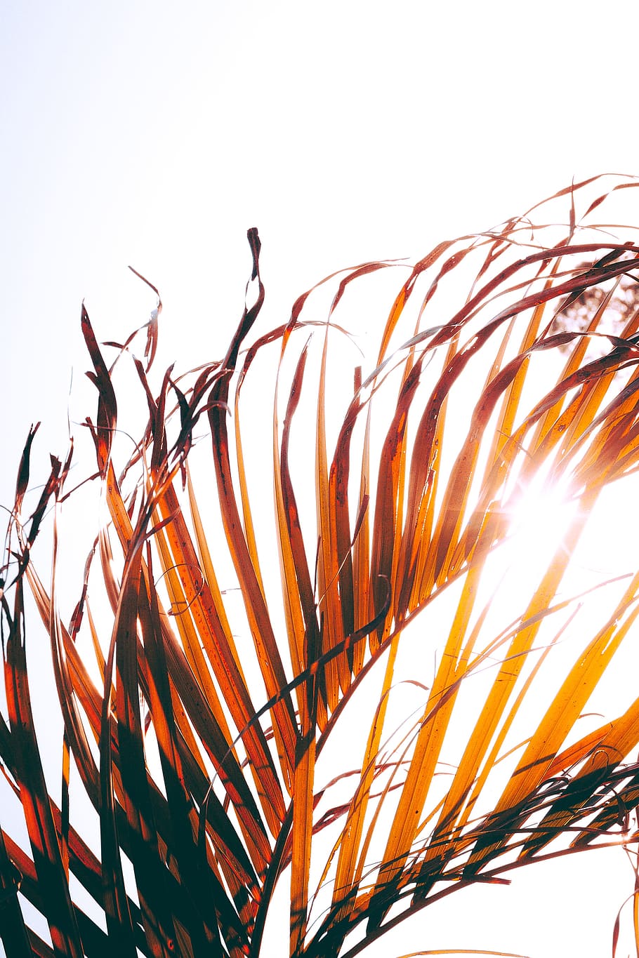 green leaf, tree, palm, sun, nature, closeup, detail, orange HD wallpaper