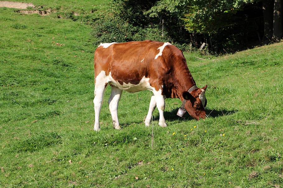 cow, alpine, mountains, graze, nature, animal, pasture, bavaria HD wallpaper