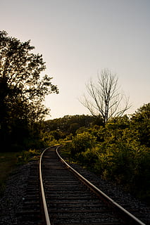 canada, toronto, nice, camera, canon, trees, forest, woods HD wallpaper