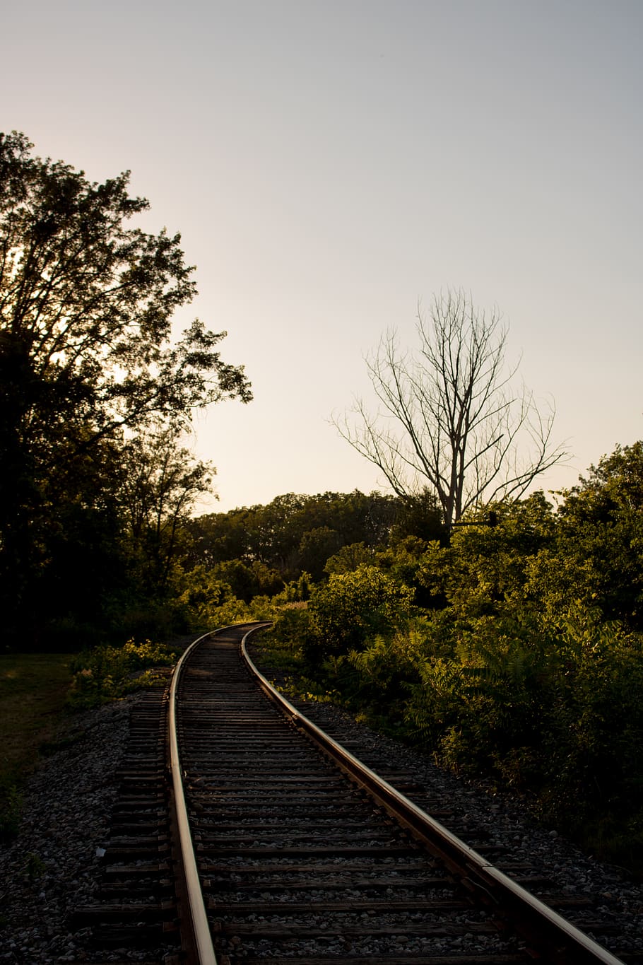 canada, toronto, nice, camera, canon, trees, forest, woods HD wallpaper