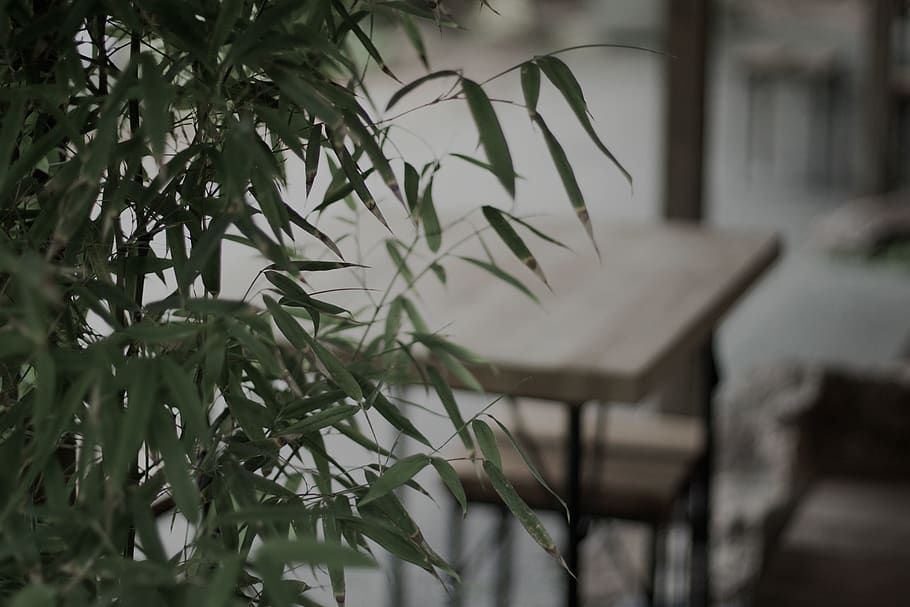 green bamboo leafed tree, plant, growth, no people, plant part HD wallpaper