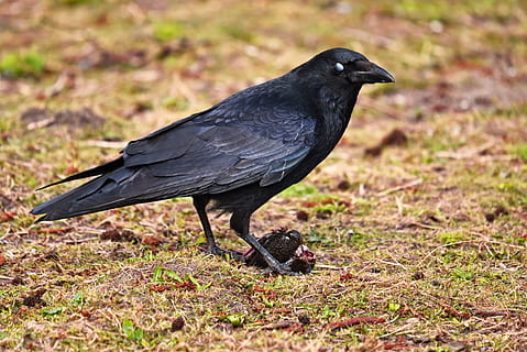 crow, bird, animal, corvus, corvidae, prey, standing, crow with prey HD wallpaper