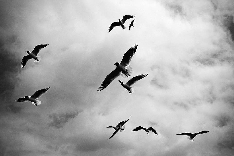 birds, wings, flock, flying, animals, sky, clouds, cloudy, black and white HD wallpaper