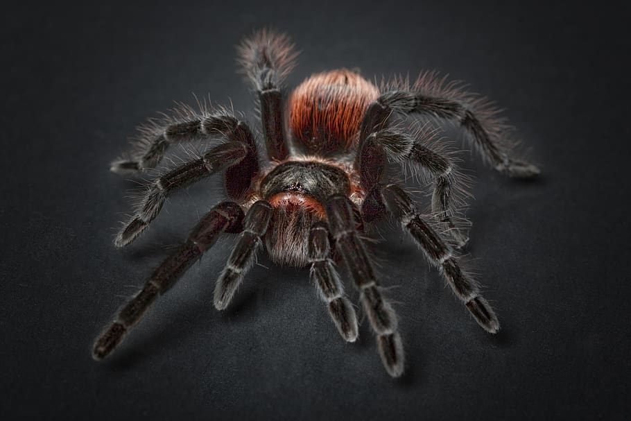 Black and Orange Tarantula, animal, arachnid, close-up, eerie, HD wallpaper