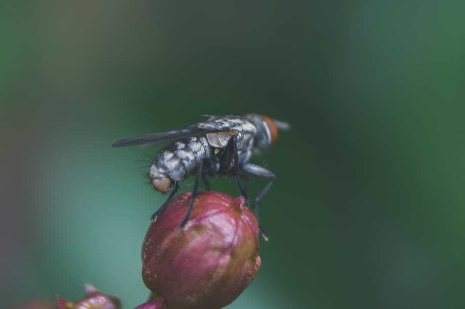 fly, bug, insect, outdoor, nature, plant, bud, crepe, myrtle HD wallpaper