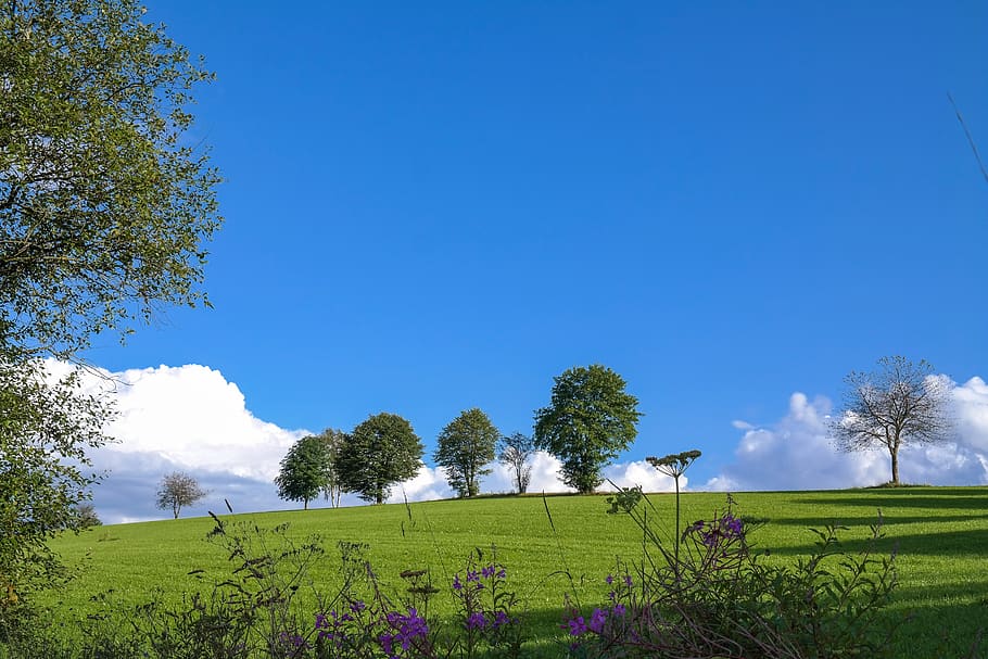 trees, meadow, clouds, plant, sky, growth, beauty in nature HD wallpaper