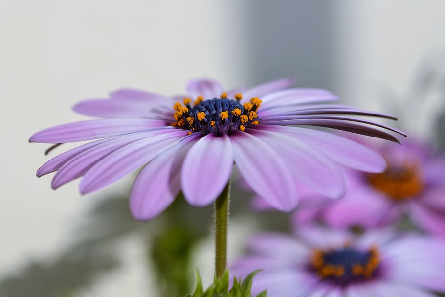 Purple Petaled Floewr, background, beautiful, bloom, blooming HD wallpaper
