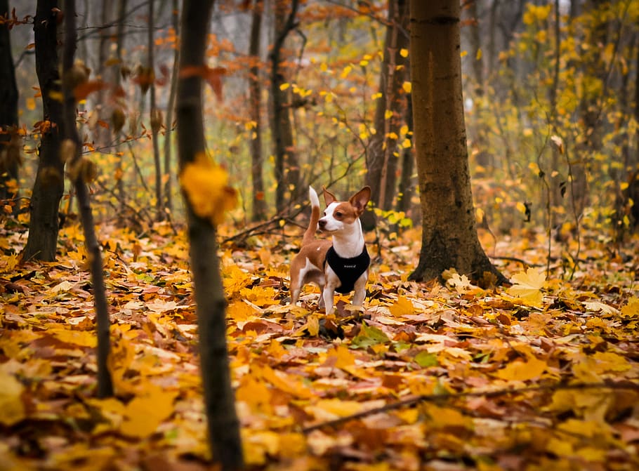 short-coated brown puppy inside forest, one animal, tree, mammal HD wallpaper