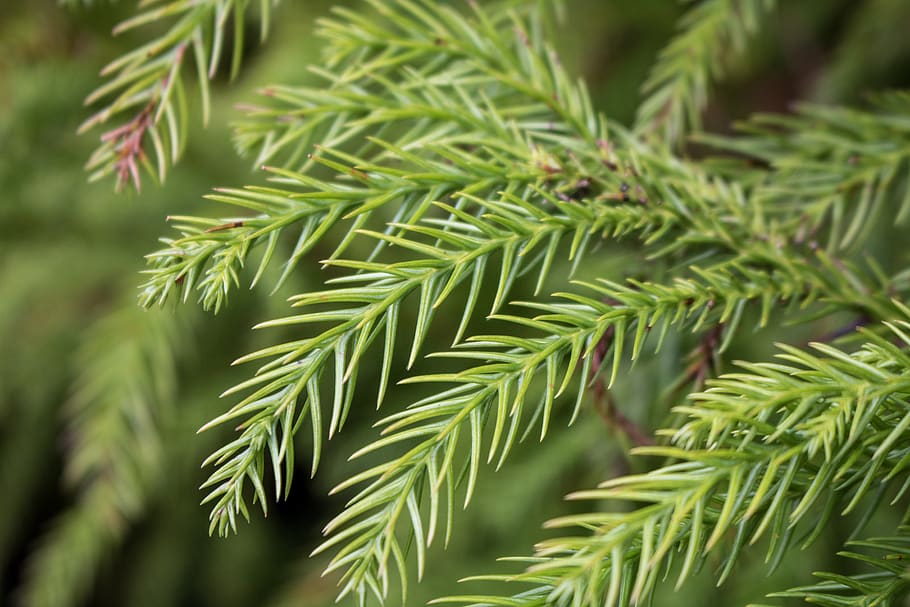 nature, tree, forest, pinheiro, wood, ramos, comanche, green color HD wallpaper