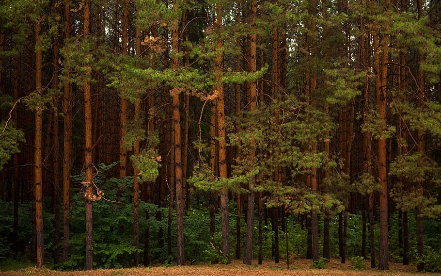 nature, trees, woods, forest, plant, growth, land, woodland HD wallpaper