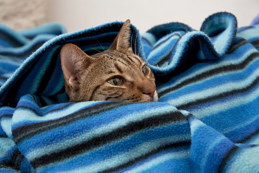 cat, lying, dormant, home, pet, pussy, small, cute, resting HD wallpaper