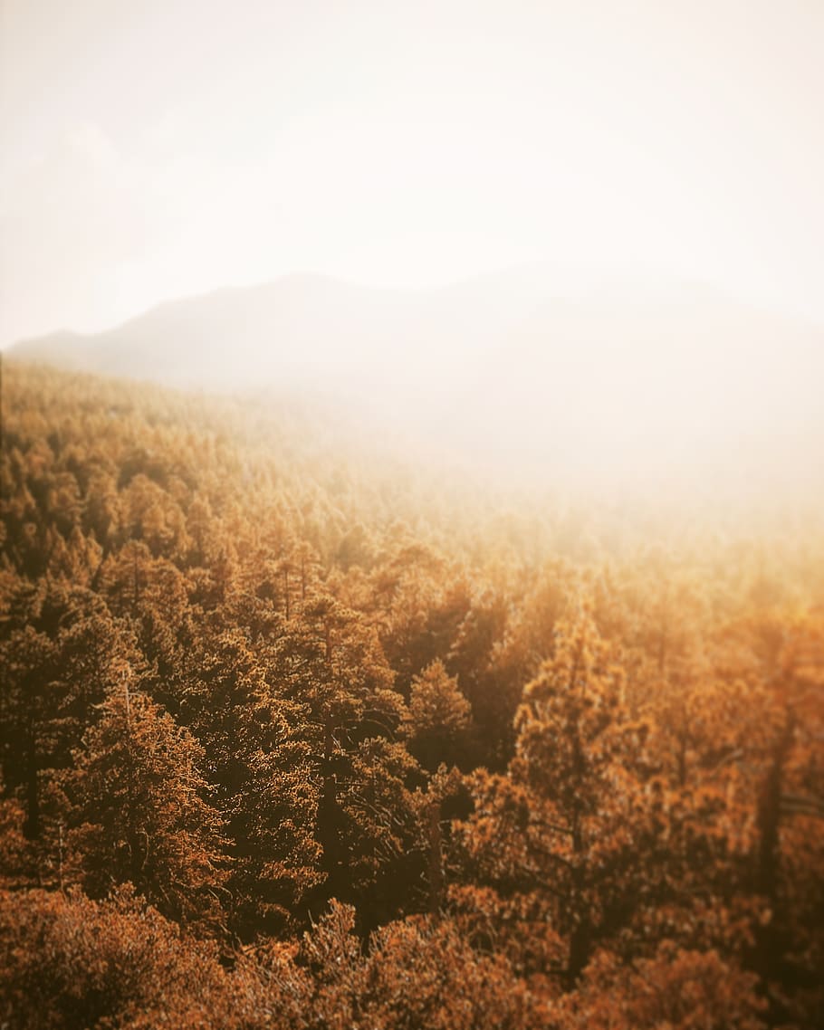 nature, landscape, mountains, summit, peaks, sky, fog, forests HD wallpaper