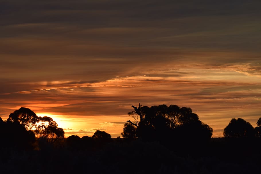 Silhouette Photography of Tress during Sunset, backlit, clouds HD wallpaper
