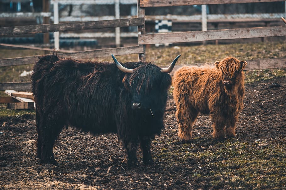 Online crop | HD wallpaper: black and brown yak, mammal, cattle, animal ...