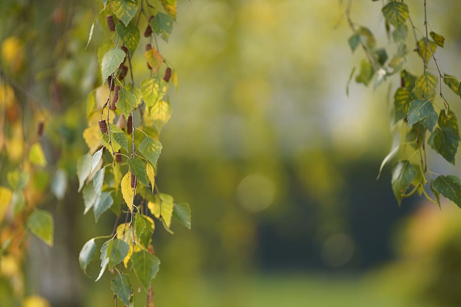 autumn, deciduous, plant, leaf, nature, outdoors, wood, tree HD wallpaper