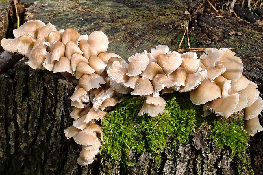 mushrooms, fungus, tree, trunk, plant, tree trunk, growth, vegetable HD wallpaper