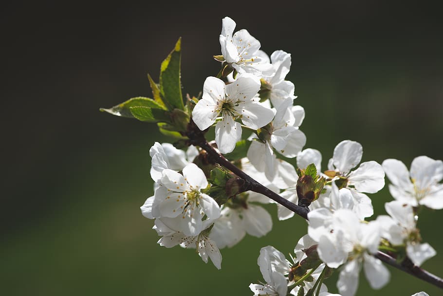 flowers, white, branch, spring, garden, nature, petals, close up HD wallpaper