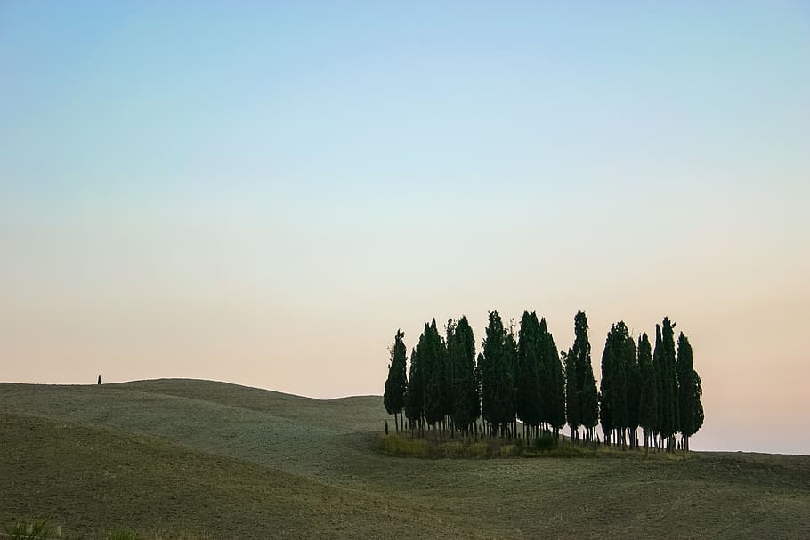 pine trees on hill, sky, beauty in nature, scenics - nature, tranquility HD wallpaper