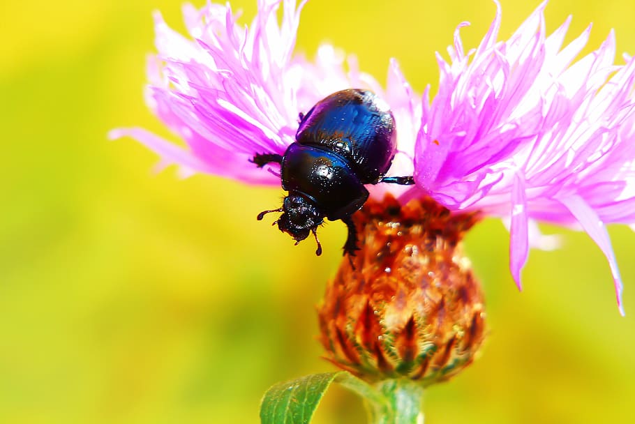 black beetle, invertebrate, animal, insect, honey bee, pollen HD wallpaper