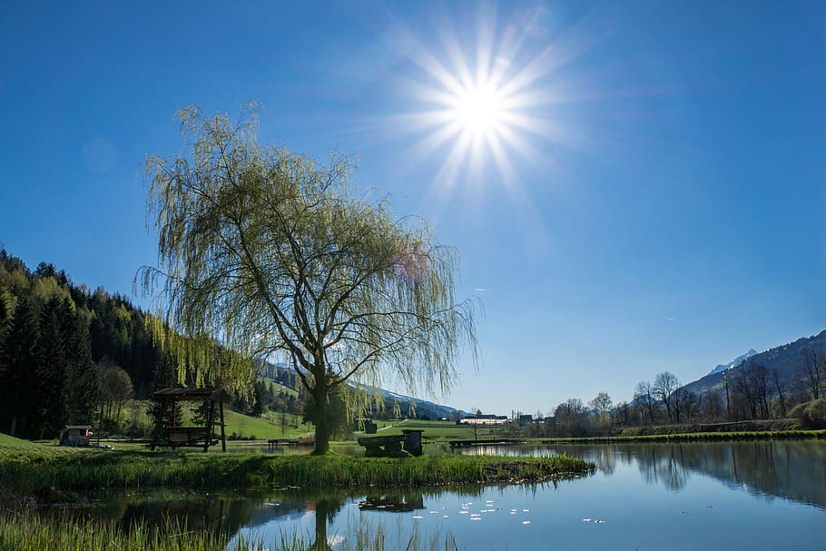 sky, water, reflection, tree, beauty in nature, plant, sun HD wallpaper